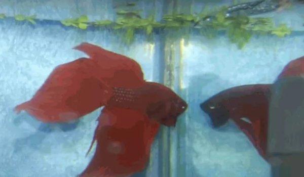 世界上最好看的10种鱼有哪些