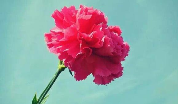 形容知己难求的名言名句