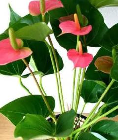 家里最忌讳的十种花