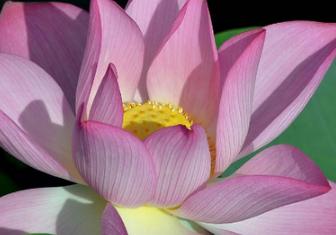 法国的国花是什么花