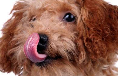 狗粮的喂食方法