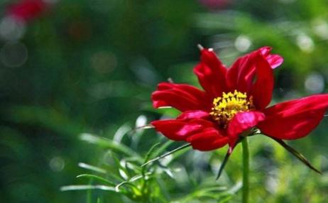 波斯菊的花语和寓意