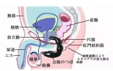前列腺病自我按摩图解