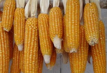 玉米的功效与作用的功能与主治