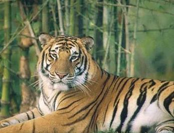 我国四大珍稀动物