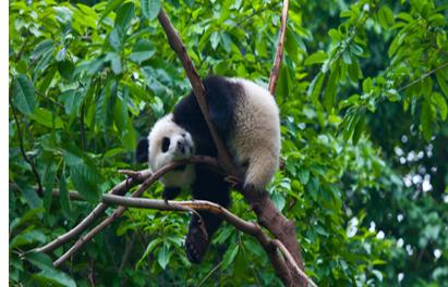 我国四大珍稀动物