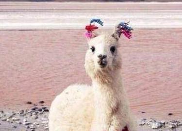 十二星座专属的坐骑