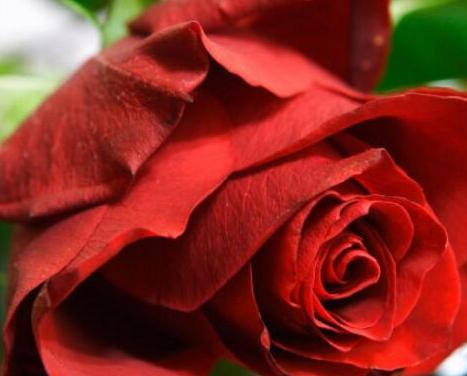 玫瑰花的含义和代表什么意思