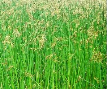 水葱是一种水生植物是我国重要的经济作物