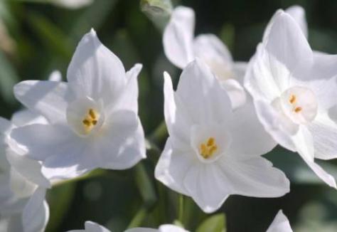 水仙花的象征意义是什么