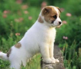 狗狗取名带财运