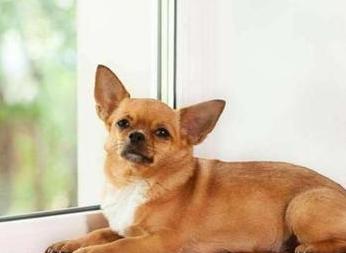 小型犬种类图片及名称