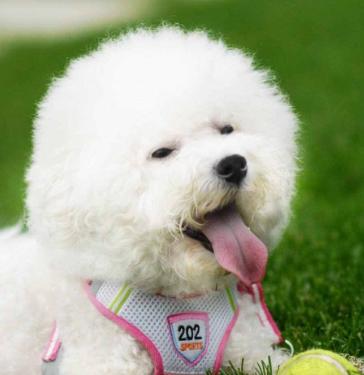 小型犬种类图片及名称