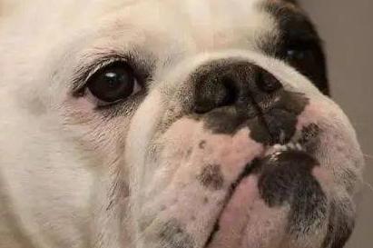 十大首选宠物犬