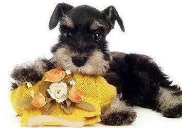 十大首选宠物犬