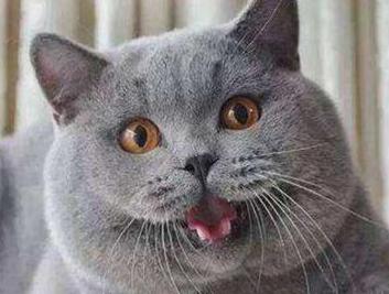 十大首选宠物犬