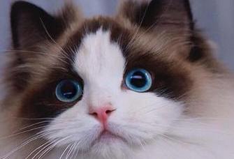 十大首选宠物犬