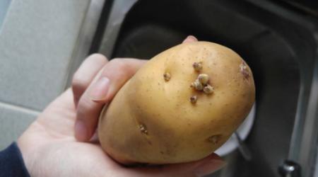 土豆长了一点小芽可不可以吃