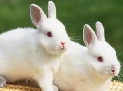 适合属兔的网名