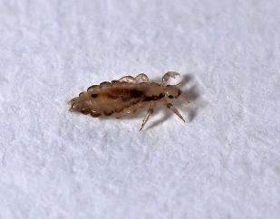 杀跳蚤的最佳方法