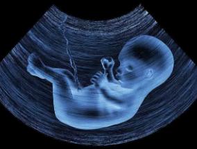 胎儿性别如何分辨