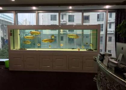 办公室养鱼的风水