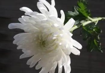 愿天堂没有病痛一路走好的哀悼句子和图片