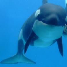 目前海洋最大的生物