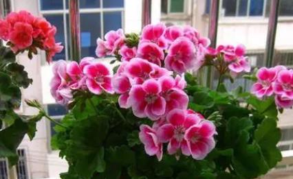 要养好一种花需要了解哪些知识