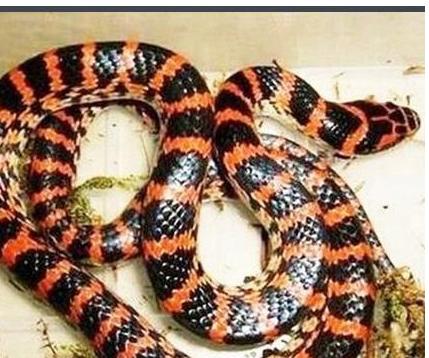 孕妇梦见蛇入怀是什么意思