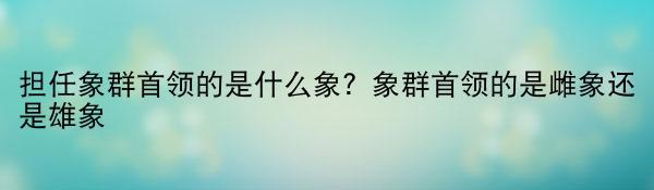 担任象群首领的是什么象？象群首领的是雌象还是雄象