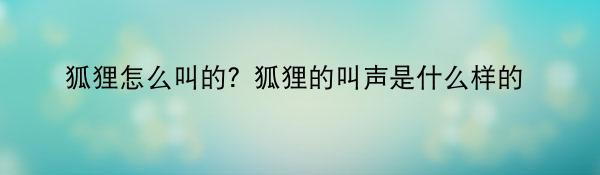 狐狸怎么叫的？狐狸的叫声是什么样的