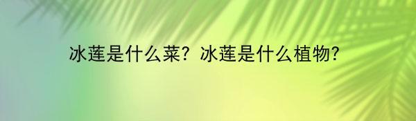 冰莲是什么菜？冰莲是什么植物？