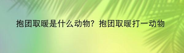 抱团取暖是什么动物？抱团取暖打一动物